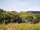 Olearia Avicennieafolia