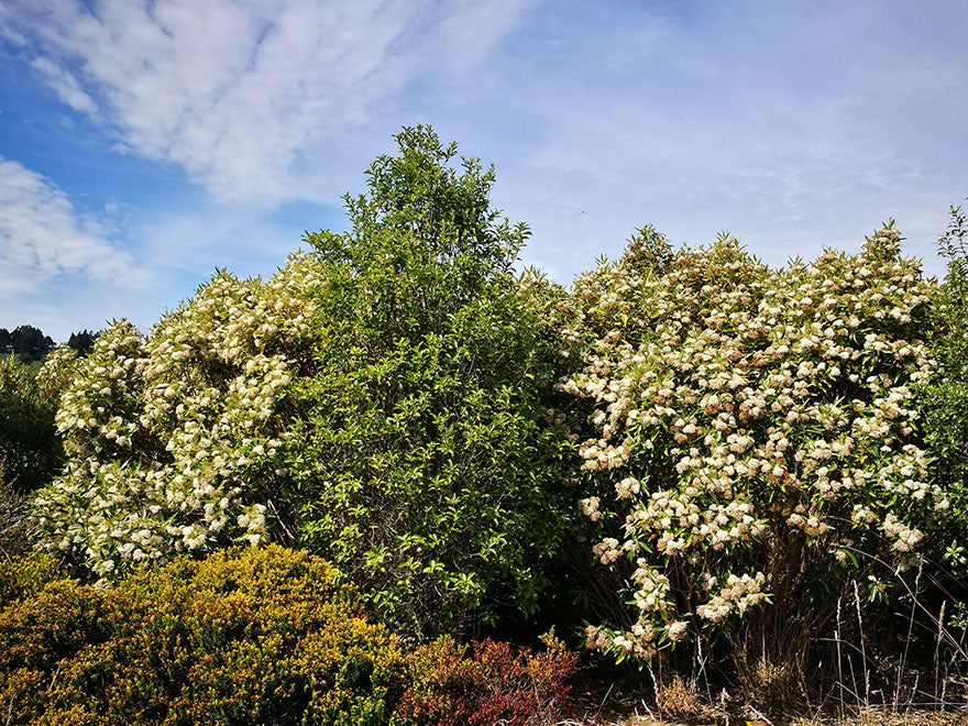 Olearia Avicennieafolia