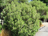 Olearia Avicennieafolia