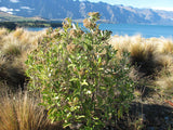 Olearia Avicennieafolia