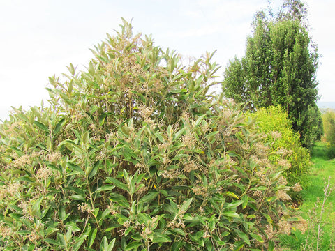 Olearia Avicennieafolia