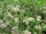 Olearia Avicennieafolia