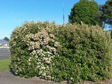 Olearia Avicennieafolia