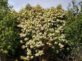 Olearia Avicennieafolia