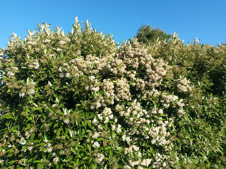 Olearia Avicennieafolia