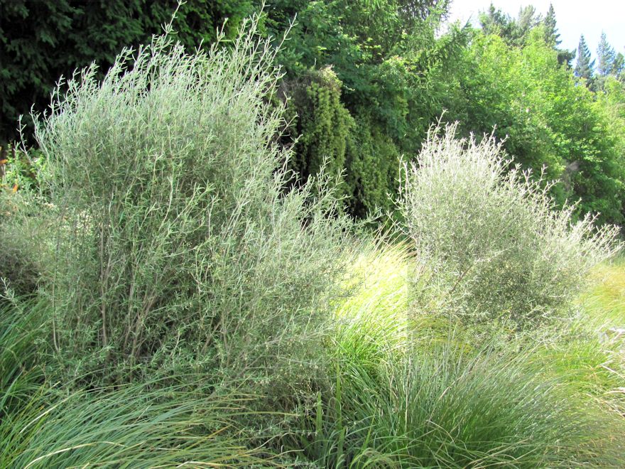 Olearia dartonii