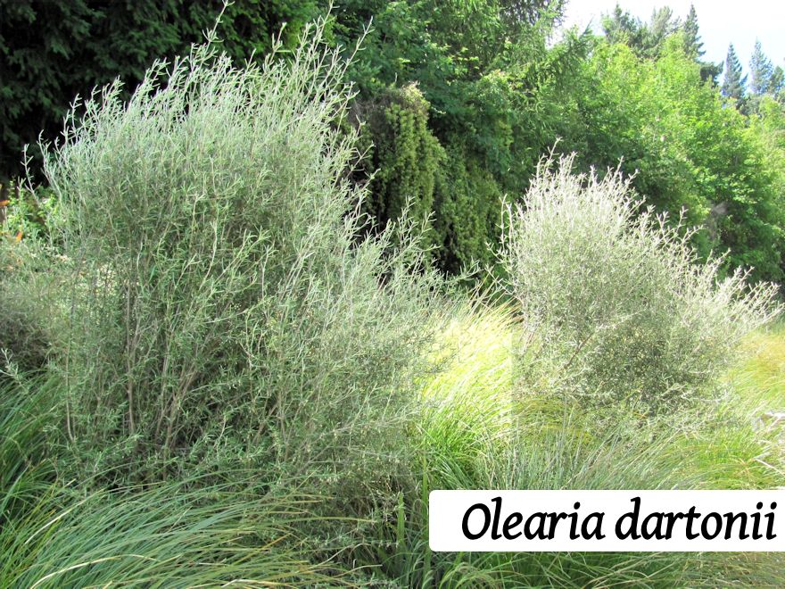 100x Riparian Combo - $3.99 each