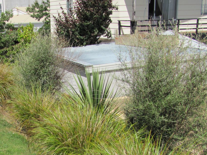 Olearia dartonii