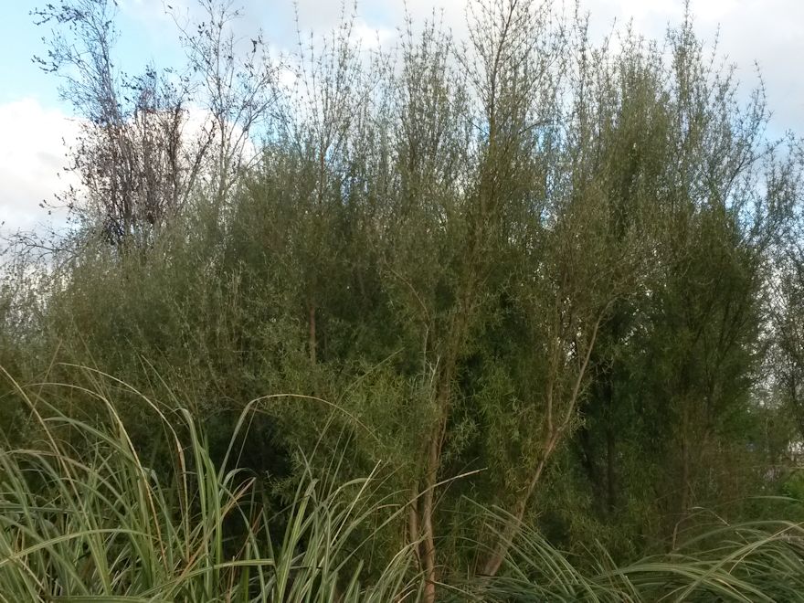 Olearia dartonii