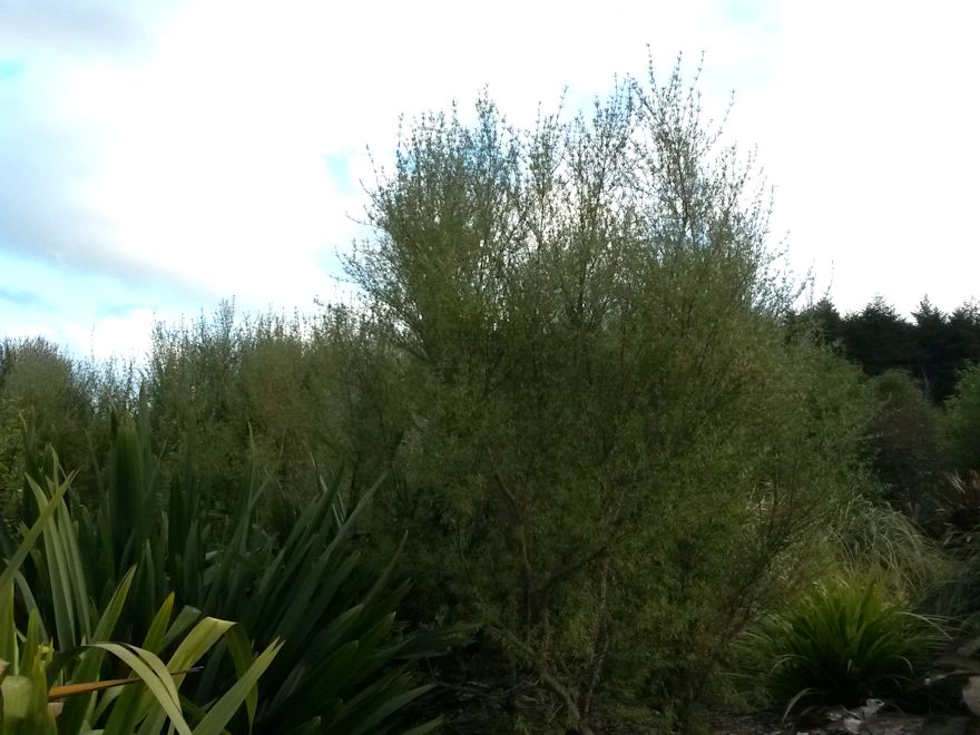 25x Shelter Combo - $4.99 trees & shrubs