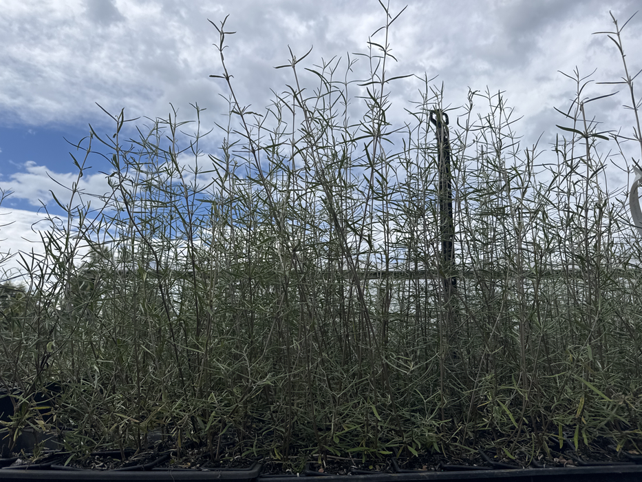10x Twiggy Tree Daisy - $1.99c each