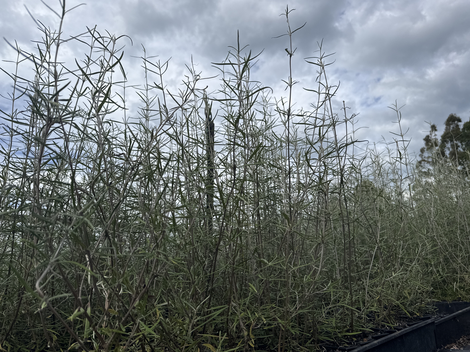 10x Twiggy Tree Daisy - $1.99c each