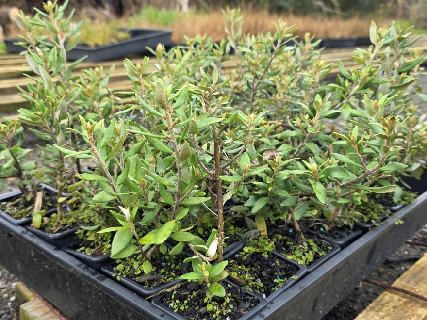 Olearia Haastii - $1.99 each