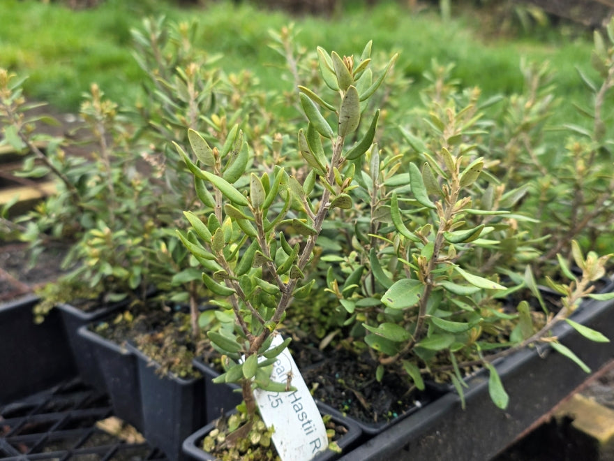 Olearia Haastii - $1.99 each