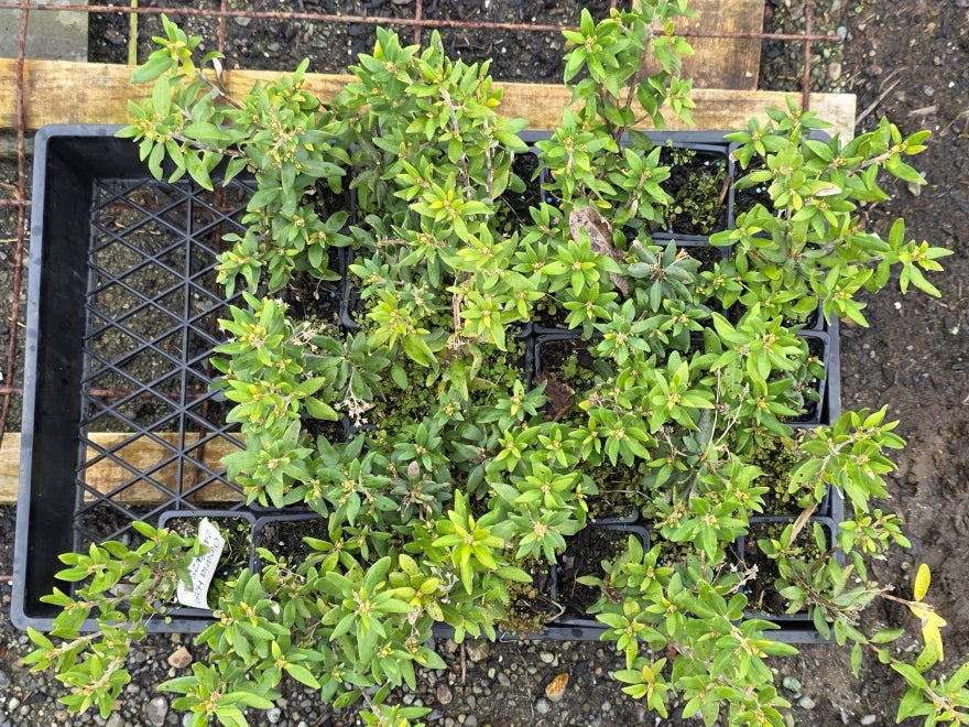 Olearia Haastii - $1.99 each