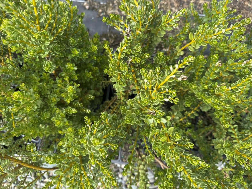 100x Super Flowering Combo - $2.99 each