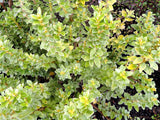 100x Super Flowering Combo - $3.99 each