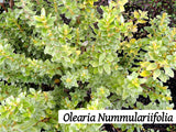 50x Super Flowering Combo  - $4.99 each