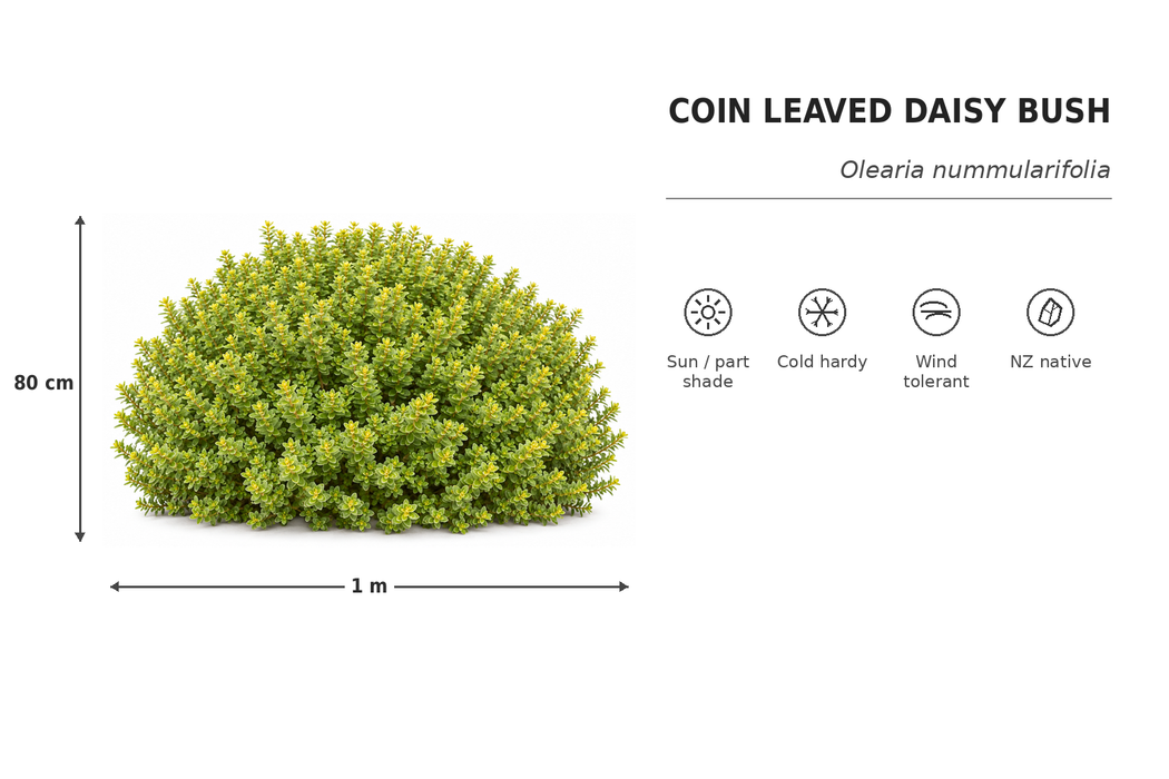 25x Low Growing Native Combo - $4.99 each