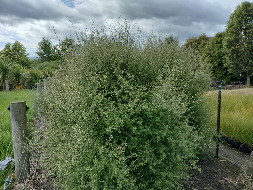 5x Olearia Fragrantissima - $1.99 each