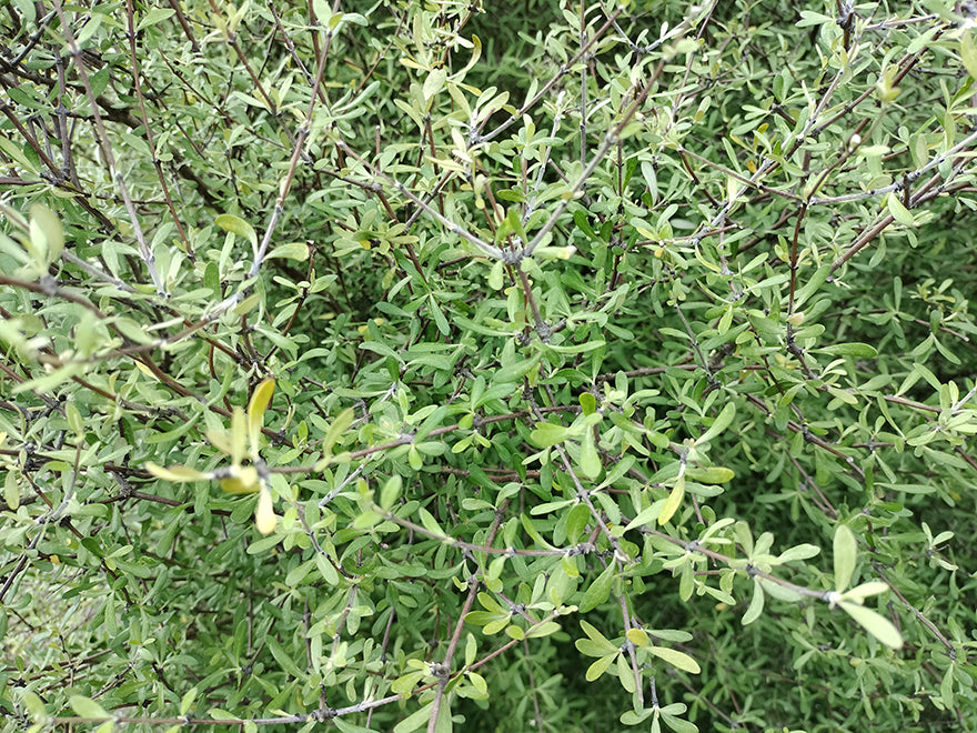 5x Olearia Fragrantissima - $1.99 each