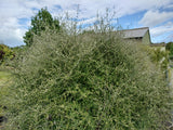 5x Scented Tree Daisy - $5.99 each