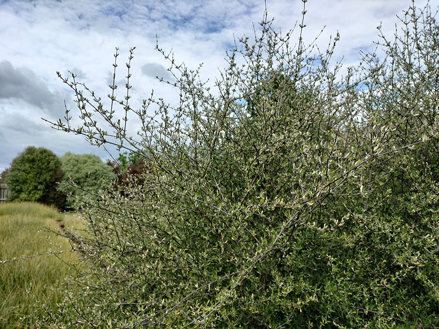 Olearia Fragrantissima