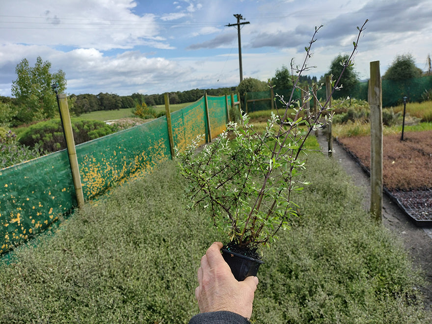 5x Olearia Fragrantissima - $1.99 each