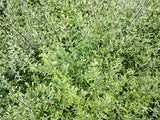 5x Scented Tree Daisy - $5.99 each
