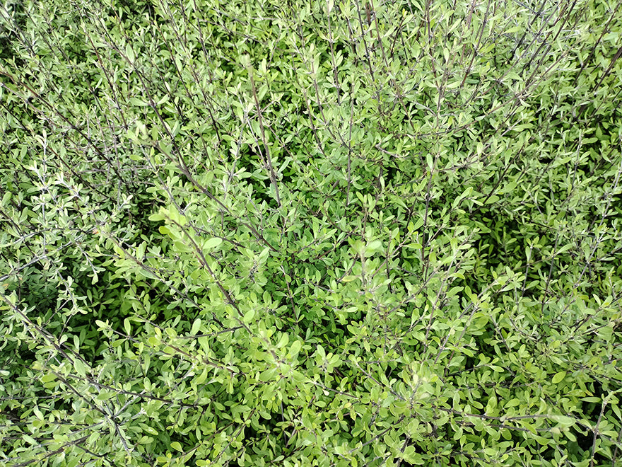 5x Olearia Fragrantissima - $1.99 each
