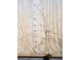 5x Scented Tree Daisy - $5.99 each