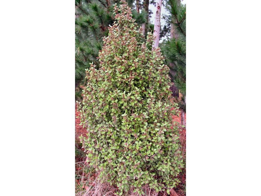 25x Golden Ake Ake - $4.99 each