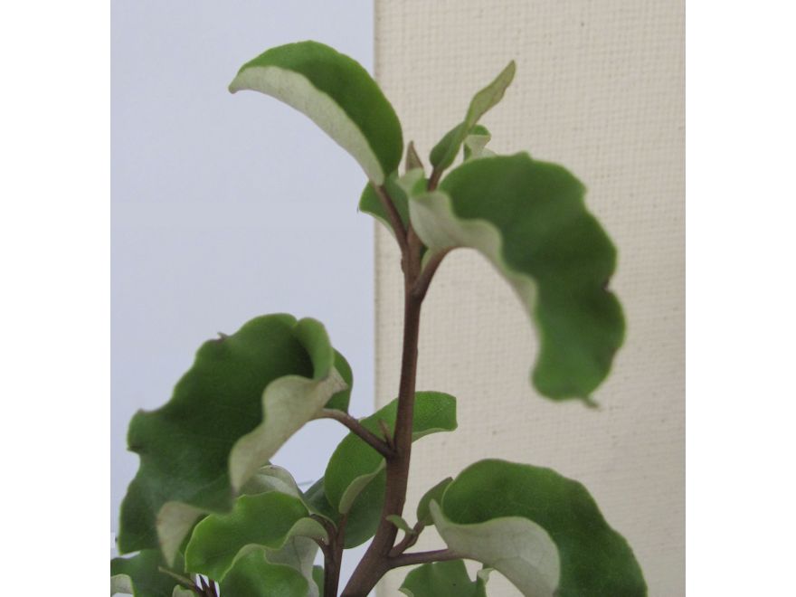 100x Golden Ake Ake - $3.99 each