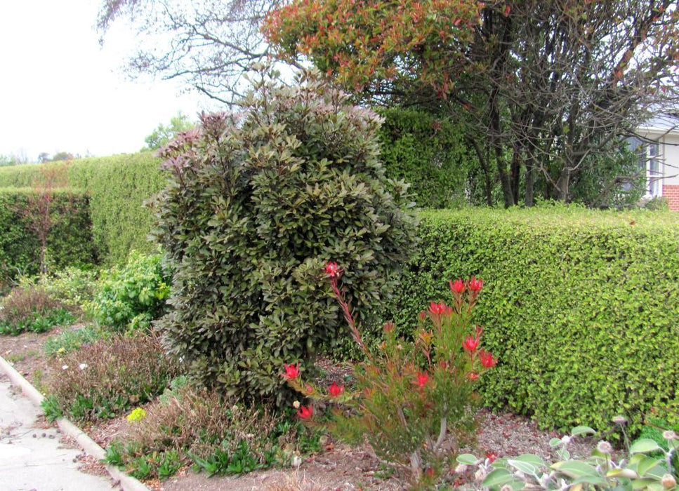 100x Golden Ake Ake - $3.99 each