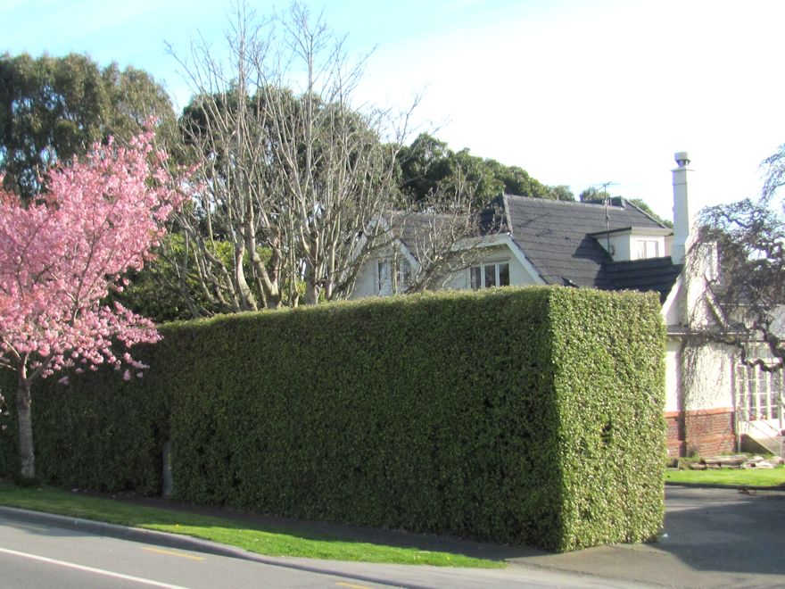 100x Golden Ake Ake - $3.99 each