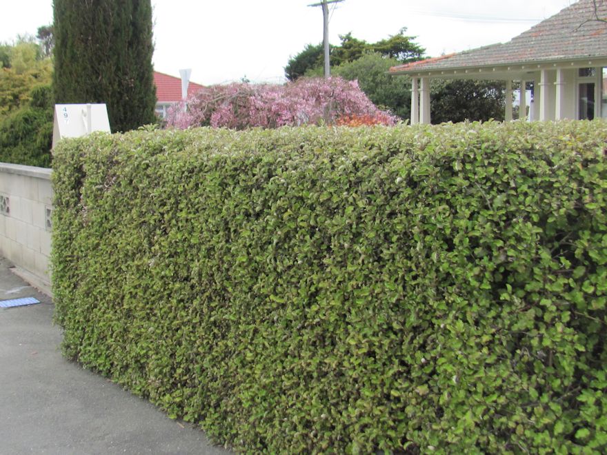 100x Golden Ake Ake - $3.99 each