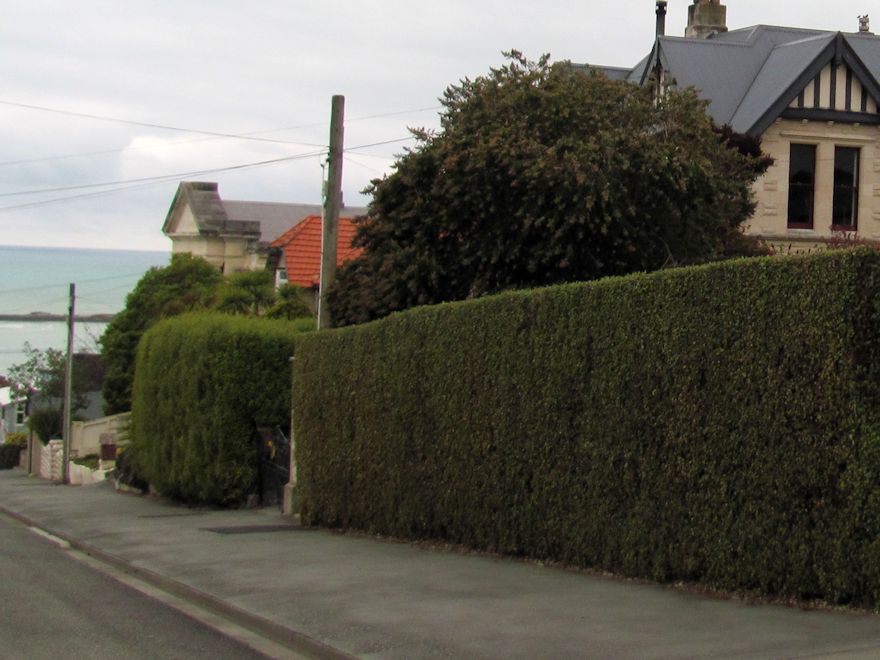 100x Golden Ake Ake - $3.99 each