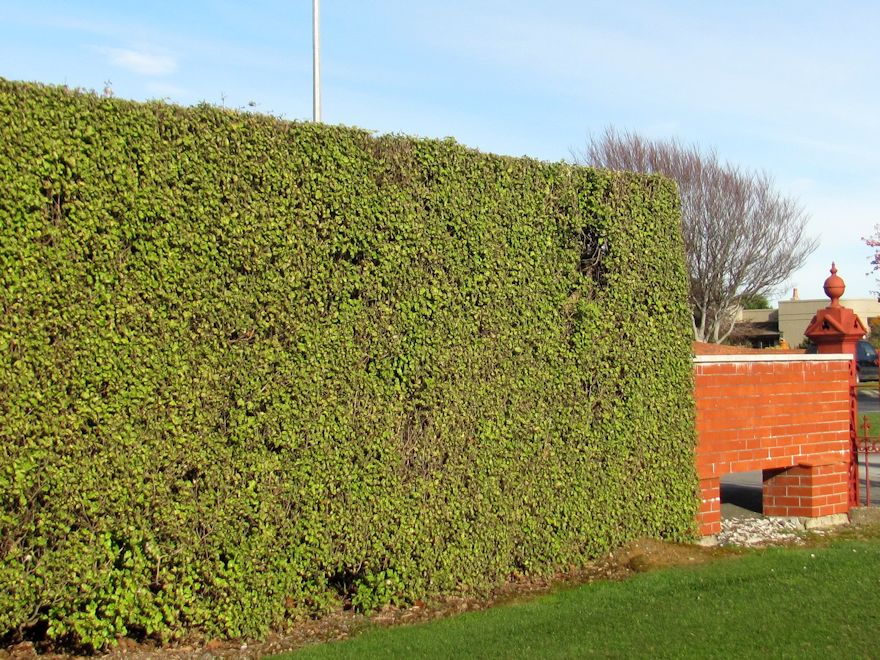 100x Golden Ake Ake - $3.99 each