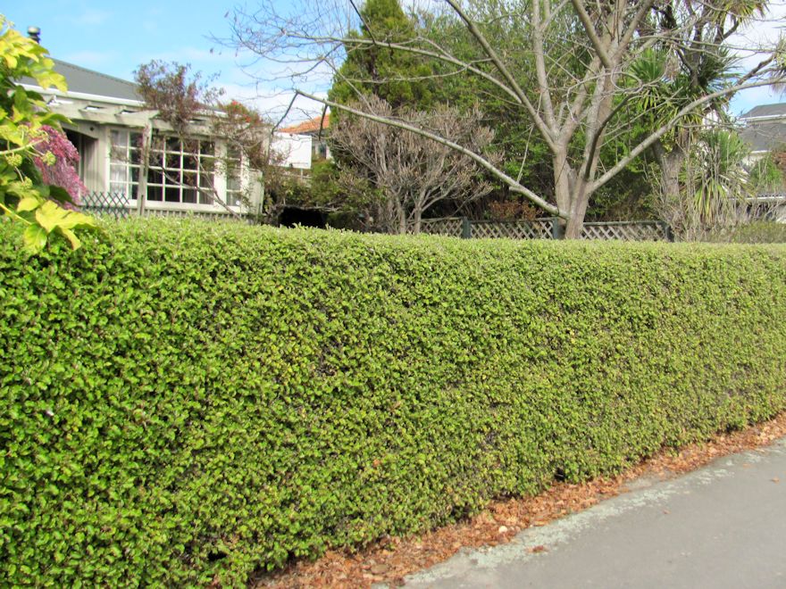 Olearia Paniculata