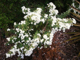 Olearia White Gem