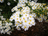 Olearia White Gem