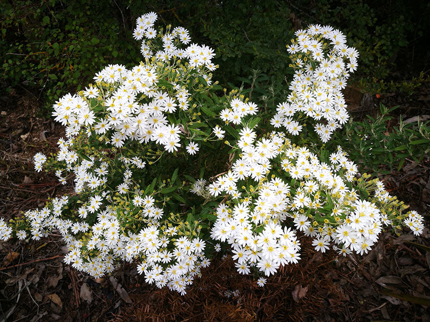 100x Dusty Daisy Bush - $2.99 each