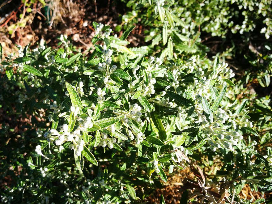 25x Dusty Daisy Bush - $2.99 each
