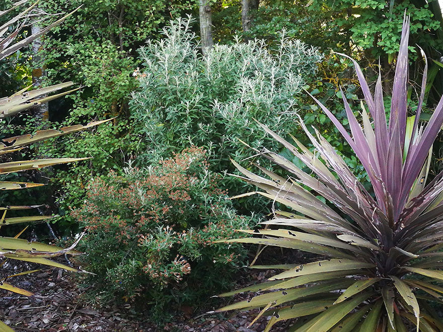 5x Dusty Daisy Bush - $2.99 each