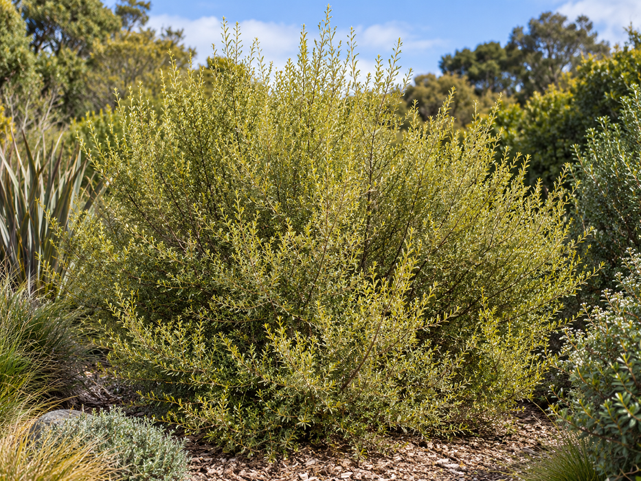 5x Golden Tree Daisy - $3.99 each