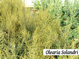 250x Farm Combo - $3.99 NZ trees & shrubs