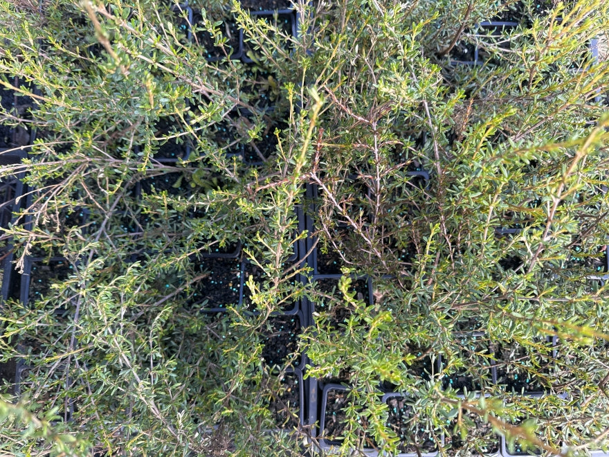 10x Golden Tree Daisy - $1.99 each