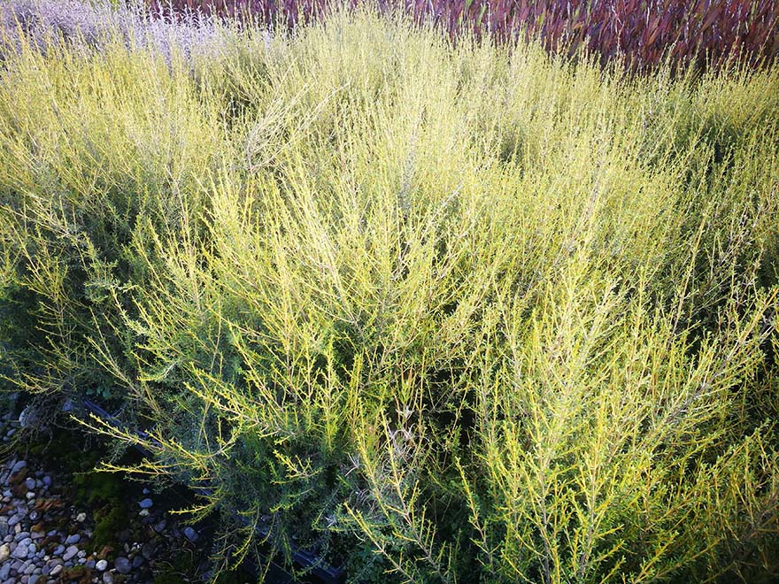 100x Golden Tree Daisy - $3.99 each