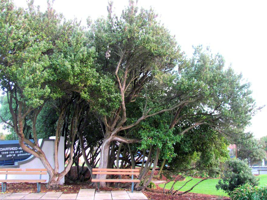 100x Chatham Island Ake Ake - $3.99 each