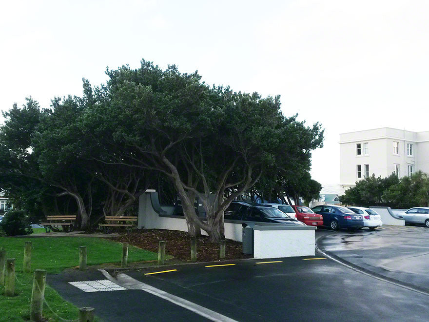 25x Chatham Island Ake Ake - $4.99 each